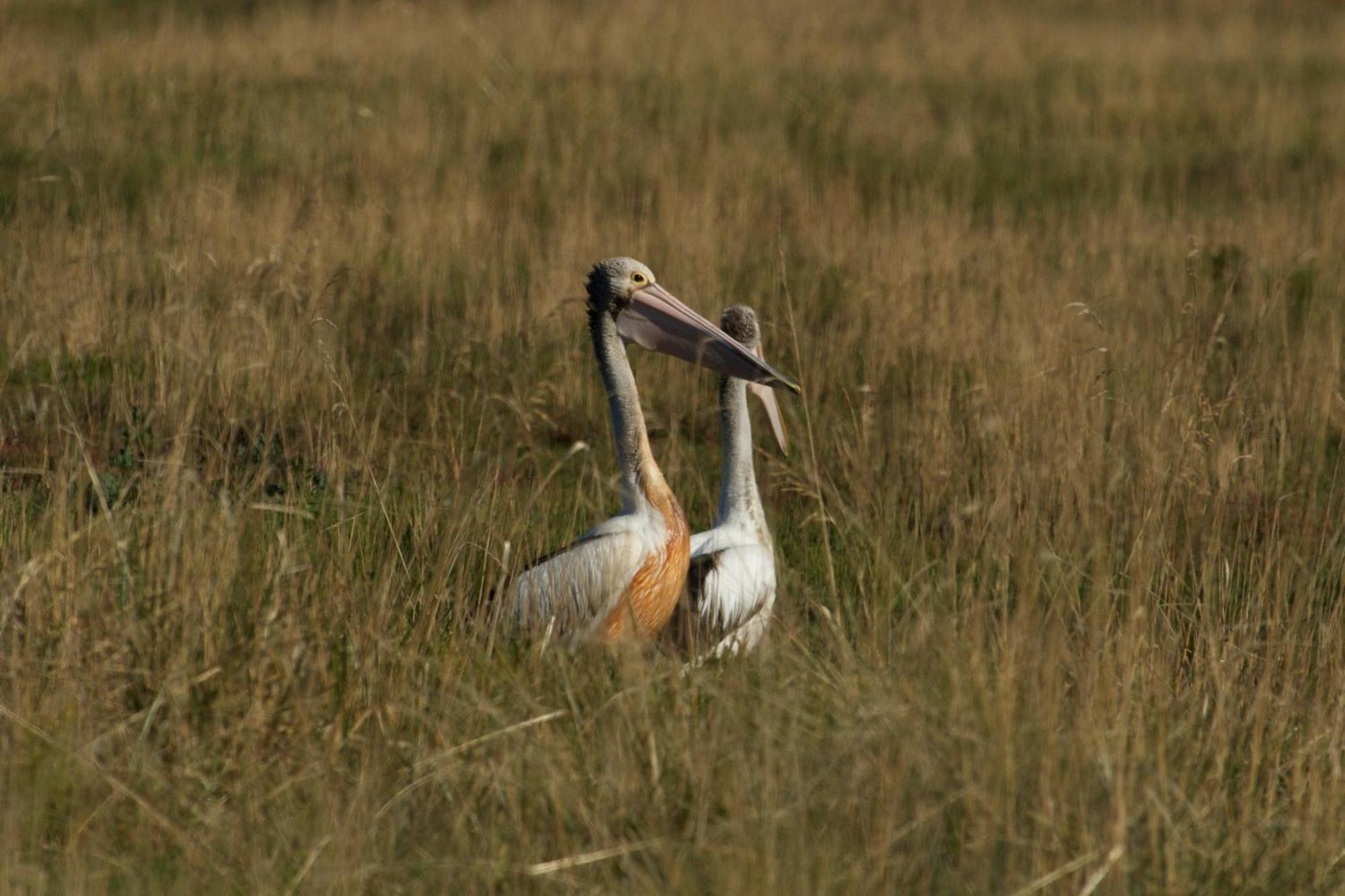 Pelican Point Sanctuary St Helens Bagian luar foto