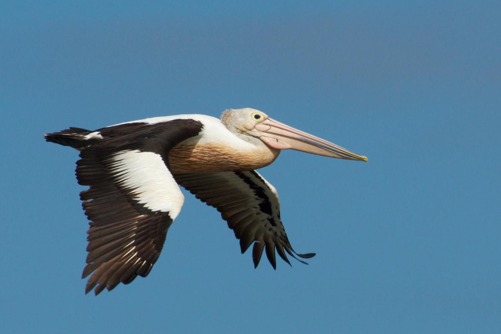 Pelican Point Sanctuary St Helens Bagian luar foto