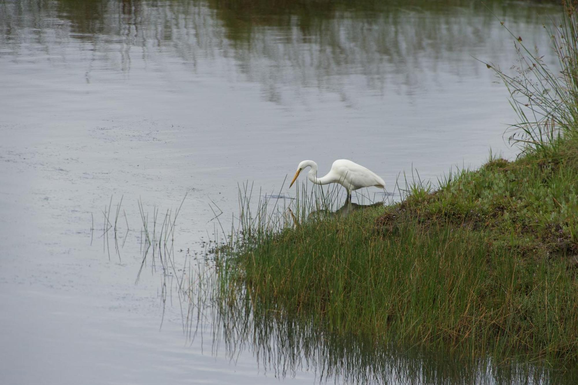 Pelican Point Sanctuary St Helens Bagian luar foto