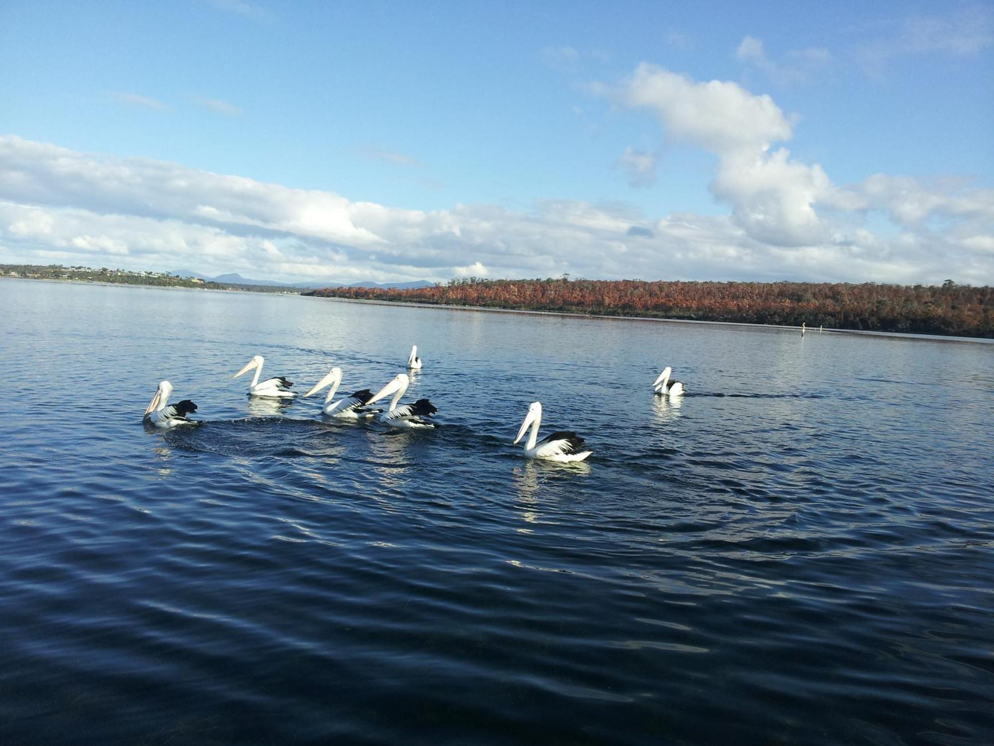 Pelican Point Sanctuary St Helens Bagian luar foto