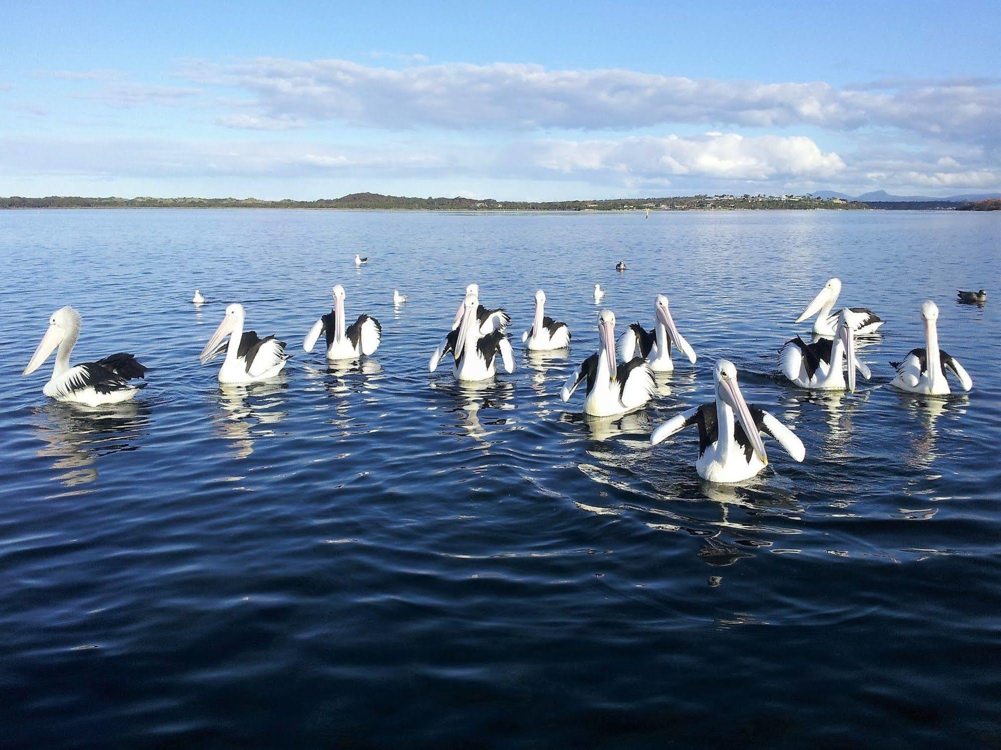 Pelican Point Sanctuary St Helens Bagian luar foto