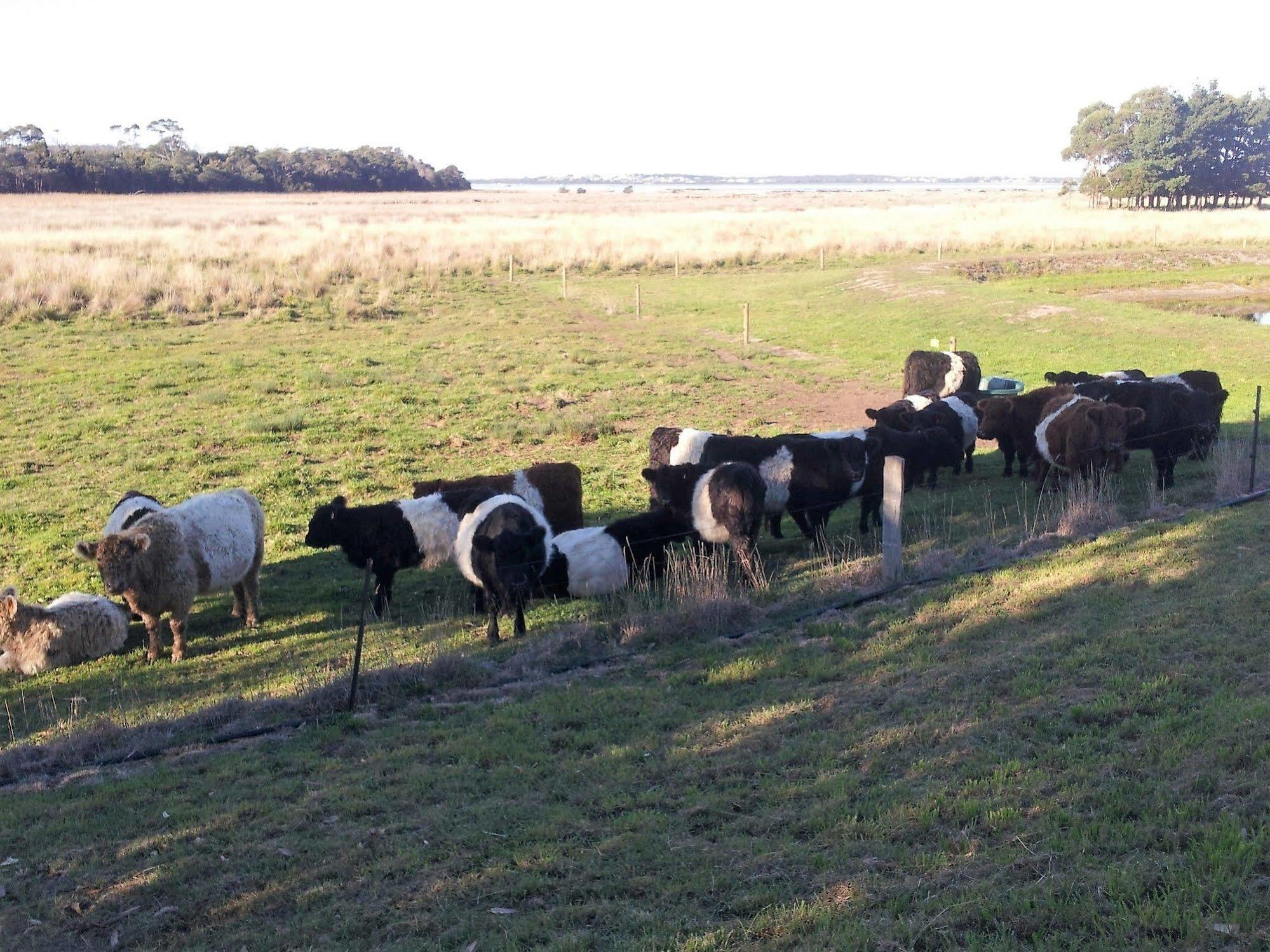 Pelican Point Sanctuary St Helens Bagian luar foto